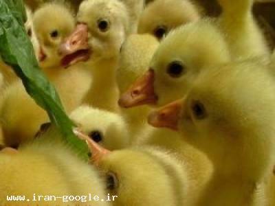 کشاورزی ارگانیک-فروش جوجه اردک