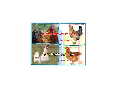 فروش گوشت شترمرغ-مجموعه محصولات طيور در ايران