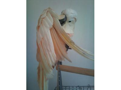 صادرات و واردات حیوانات خاص