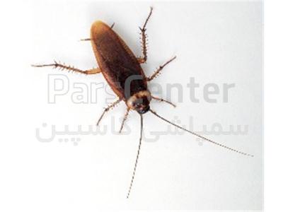 سمپاشی سوسک