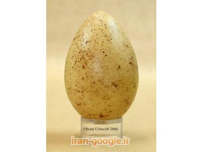 فروش تخم بوقلمون   