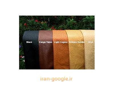 خرید وفروش پوست وپرشتر مرغ 