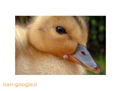 مهرخواه-- فروش جوجه اردک در سنین مختلف