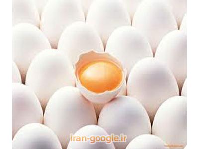 جوجه مرغ-خرید و فروش تخم مرغ