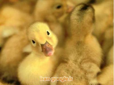 تبدیل تخم به جوجه-فروش جوجه اردک