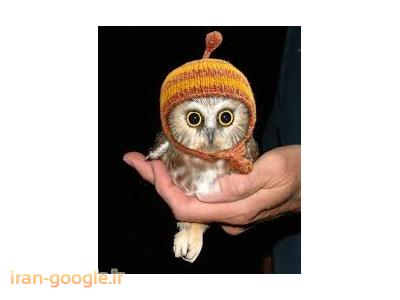 فروش انواع جوجه جغد 