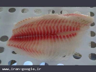 ماهی تیلاپیا- تیلاپیا - سالمون - هوکی - بلووارهو