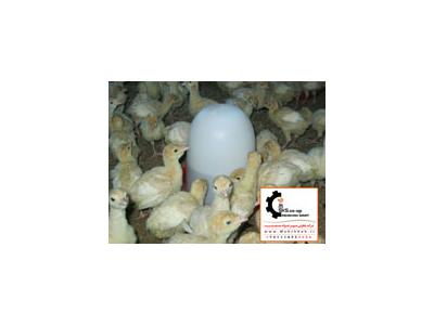 شترمرغ های مولد با بالاترین کیفیت و بهترین راندمان تخم-فروش جوجه شترمرغ در سنین مختل