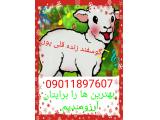 گوسفند زنده در مشهد 
