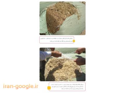 ذرت علوفه ای ، فروش ذرت علوفه ای(سیلاژ ذرت)، تفاله چغندر قند بسته بندی شده