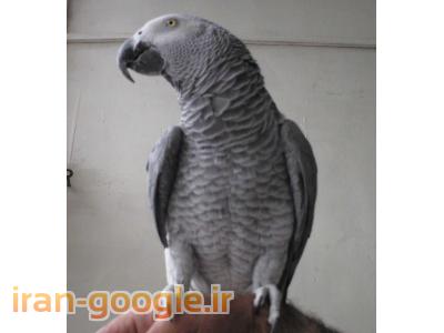 فروش معروفترین کاسکو در ایران