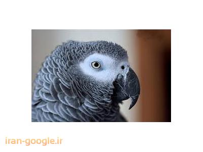 مرکز تخصصی  خرید و فروش پرندگان زینتی و سخنگو در چیذر 