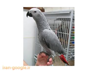 مرکز تخصصی  خرید و فروش پرندگان زینتی و سخنگو در چیذر 