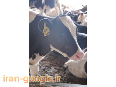 فروش گوساله پرواری