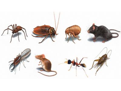 دفع کننده موش-سمپاشی حشرات
