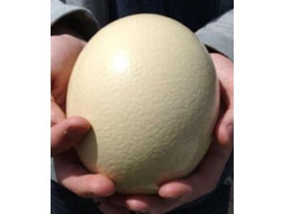گردن-فروش ویژه تخم نطفه دار شترمرغ