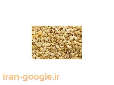 بهترین فروشنده کنجد هندی سفید؛کنجد افغانستان؛ کنجد