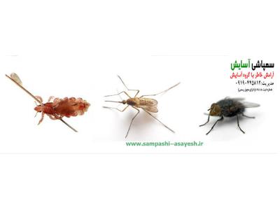 مبارزه با حشرات موذی-سمپاشي سوسک