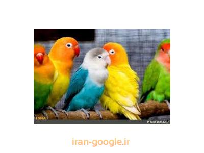 لوازم پرندگان-کلینیک تخصصی حیوانات خانگی در محدوده شهرک غرب