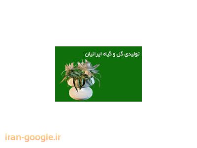تولید نشاء فصلی خارجی ، طراحی و اجرا فضای سبز