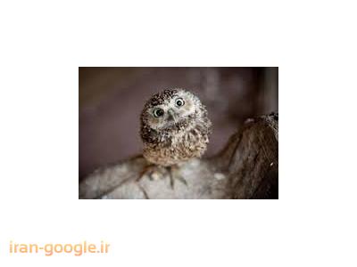 فروش انواع جوجه جغد 