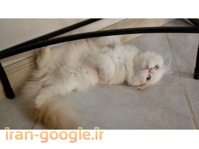 فروش پرشین کت ماده