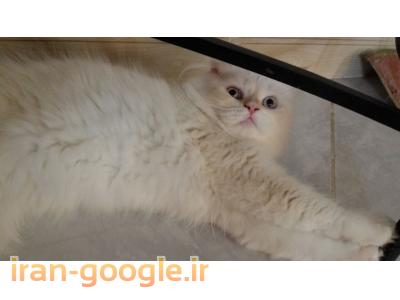 فروش پرشین کت ماده