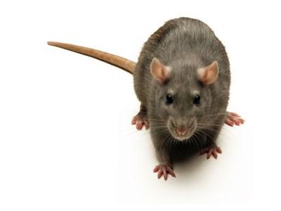 سمپاشی در کرج-سمپاشي موش