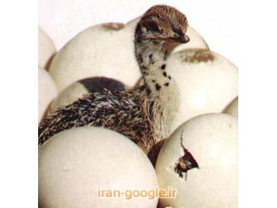 تخم خوراکی-فروش تخم و جوجه شترمرغ