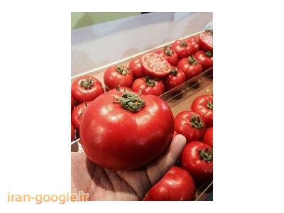رب-تولید رب گوجه 