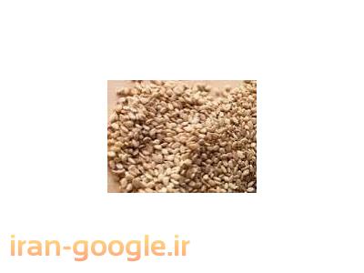 بهترین فروشنده کنجد هندی سفید؛کنجد افغانستان؛ کنجد