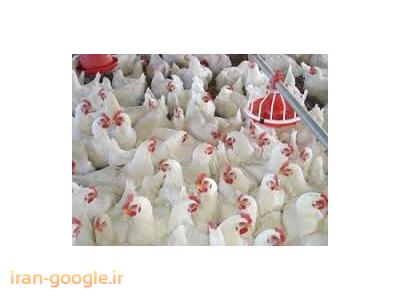 اسکلت کانکس-فروش مرغداری گوشتی  با سند تک برگ و وام کشاورزی در رشت