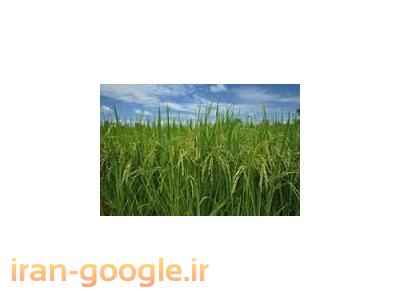 برنج مرغوب گیلان