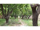 500 متر باغچه ی مشجر بسیار زیبا در شهریار
