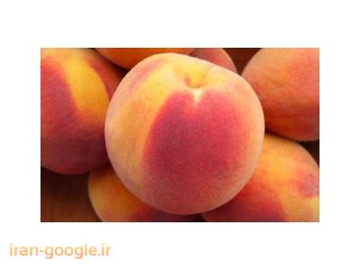 نهال پیوندی