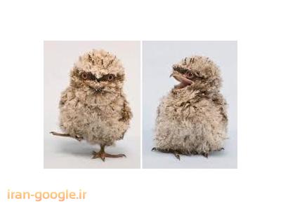 فروش انواع جوجه جغد 