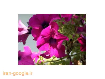 تولید نشاء فصلی خارجی ، طراحی و اجرا فضای سبز