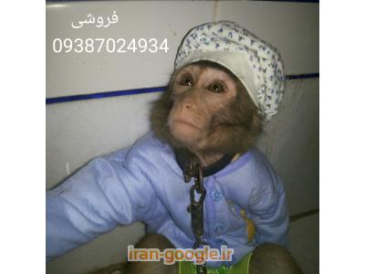 بچه میمون-فروش میمون شیراز