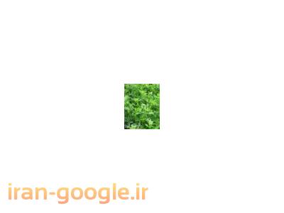 فروش یونجه خرد شده