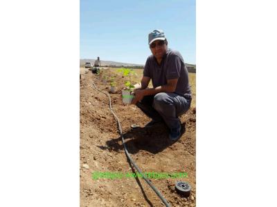 ثبت سفارش بهترین نهال پالونیا هیبرید پائولونیا تضمینی مزرعه چوب 