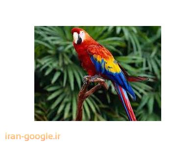 مرکز تخصصی  خرید و فروش پرندگان زینتی و سخنگو در چیذر 