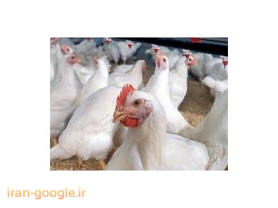 توکلی-فروش مرغداری گوشتی  با سند تک برگ و وام کشاورزی در رشت