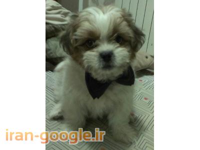 فروش توله شیتزو - نر