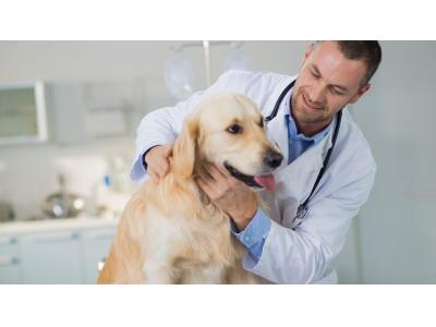 کلینیک دامپزشکی اسلامشهر