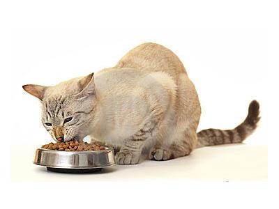 گوارشی-غذای گربه