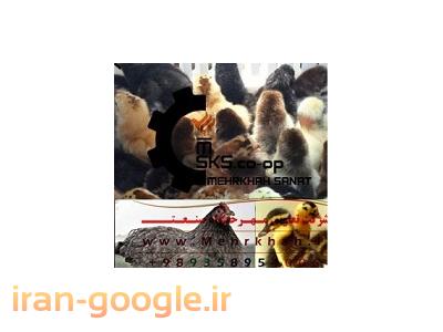جوجه مرغ گوشتی-شرکت تعاونی مهرخواه تولیدکننده محصولات طیور