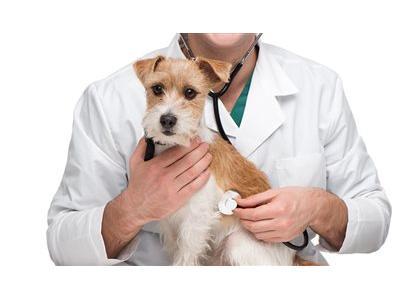 واکسیناسیون حیوانات در مشهد-کلینیک دامپزشکی در مشهد