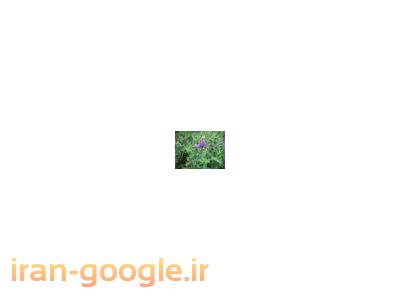 فروش یونجه خرد شده