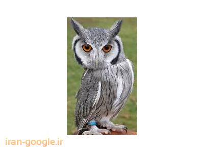 فروش انواع جوجه جغد 