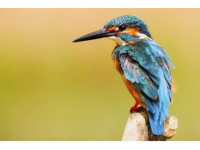 کلینیک پرندگان شیراز